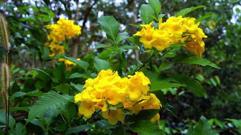 Enjoy the smooth jazz music and admire the beauty of the flowers, enjoy it