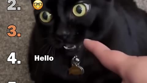 Ranking Best Black Cats Void Moments
