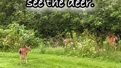 Deer Milledgeville, Saint John New Brunswick