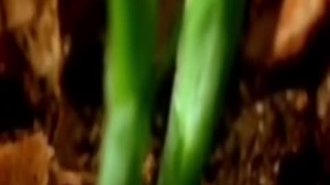 😊 70 TU MENTE ES TIERRA FÉRTIL: LO QUE SIEMBRAS… 😊