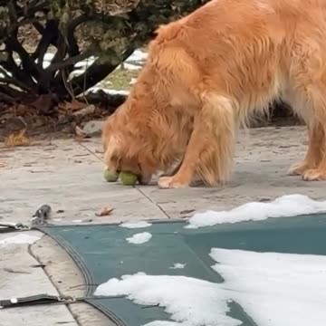 Dog thinking he is a chipmunk 😊
