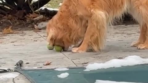 Dog thinking he is a chipmunk 😊