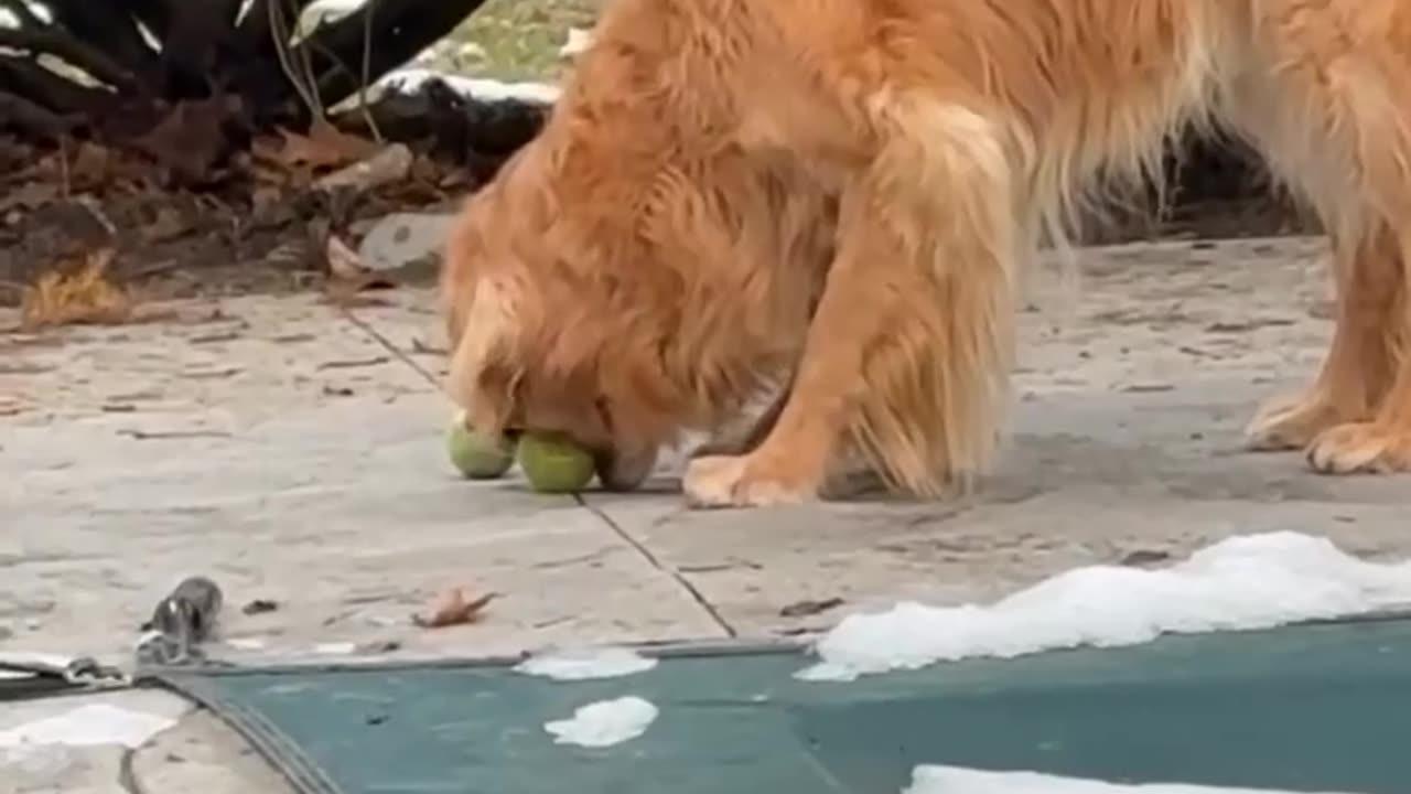 Dog thinking he is a chipmunk 😊