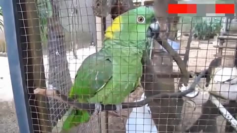 😂 Funniest Bird Moments Ever! | Flying Free, Dancing to Music & Getting Fed! 🐦🎶