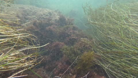 Underwater 4K Bird Rock Cove PART 3 #fish #underwater San Diego #California
