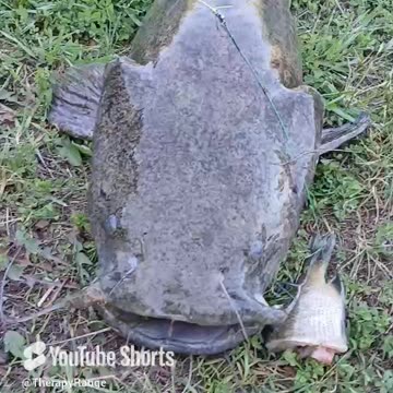 Farm pond flatheads of Ohio