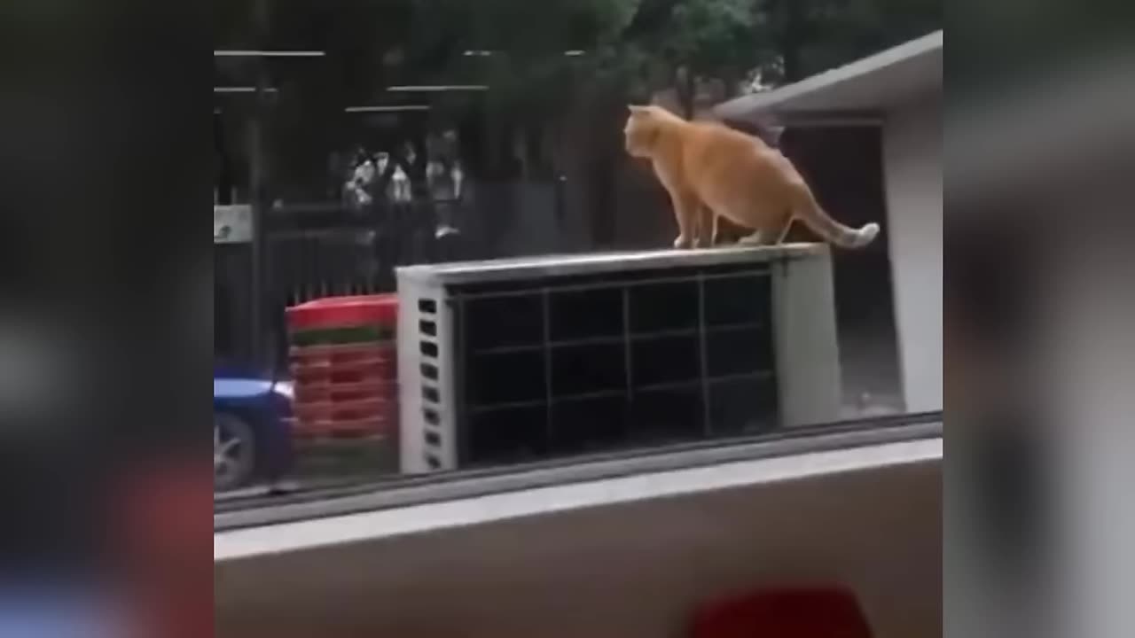 Funniest Dogs and Cats of 2025😼🐶Try Not To Laugh😜