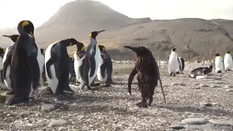 funny animal video