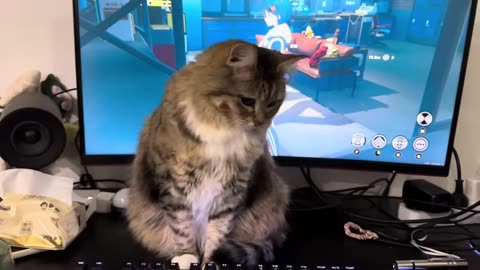 funniest cat ever
