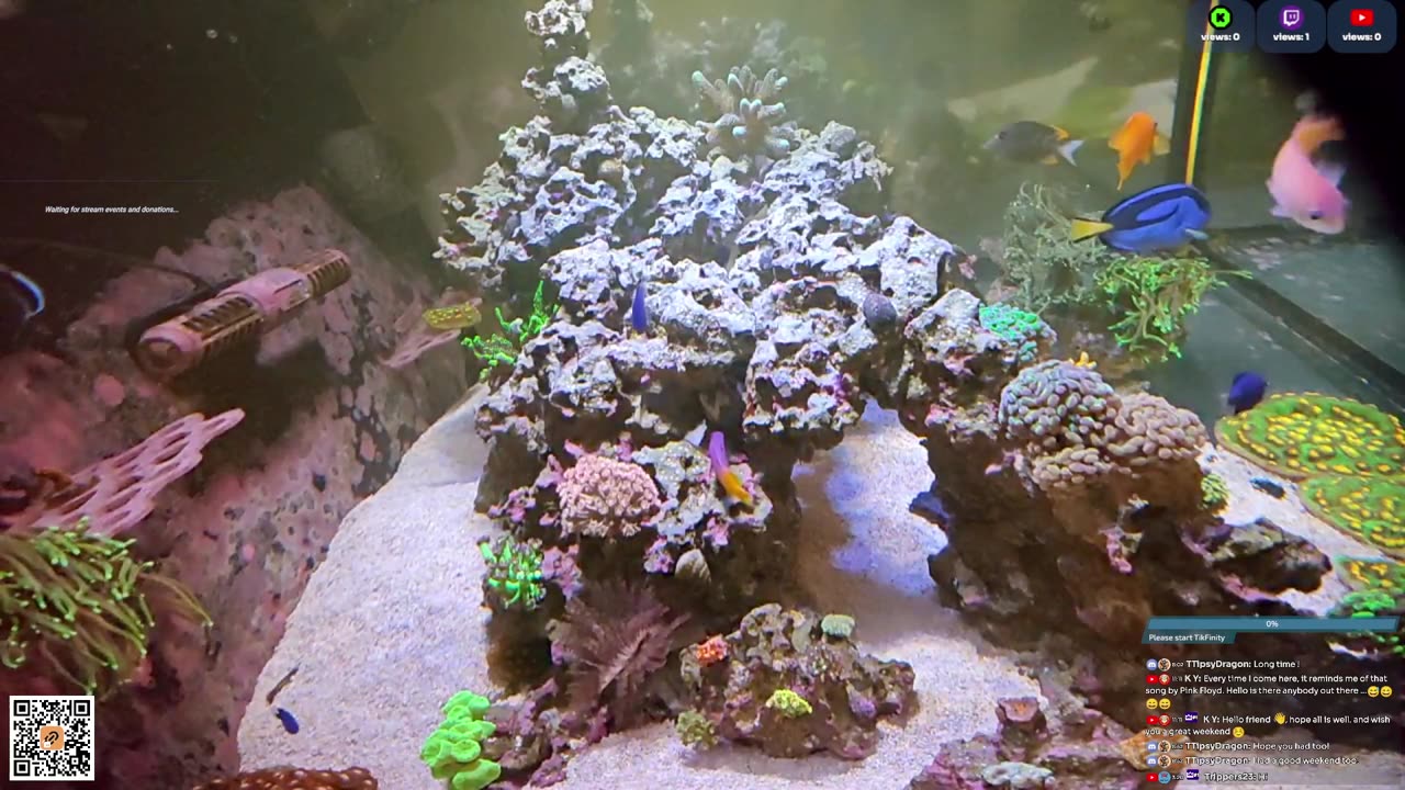 24/7 Real Live Reef Stream