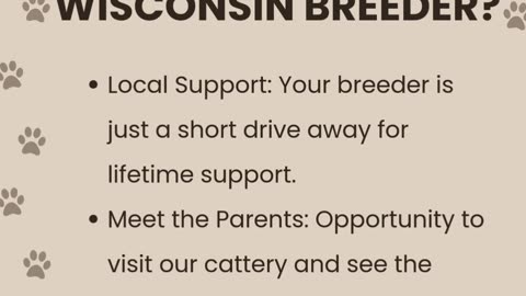 Maine Coon Breeders in Wisconsin: Healthy Kittens at an Affordable Price