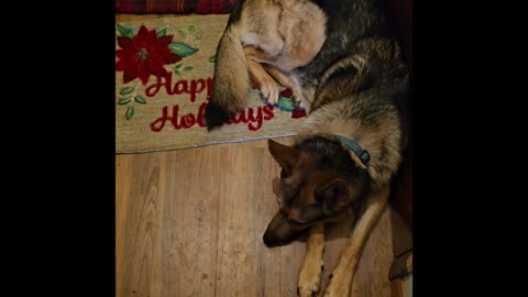 Virgil german shepherd.