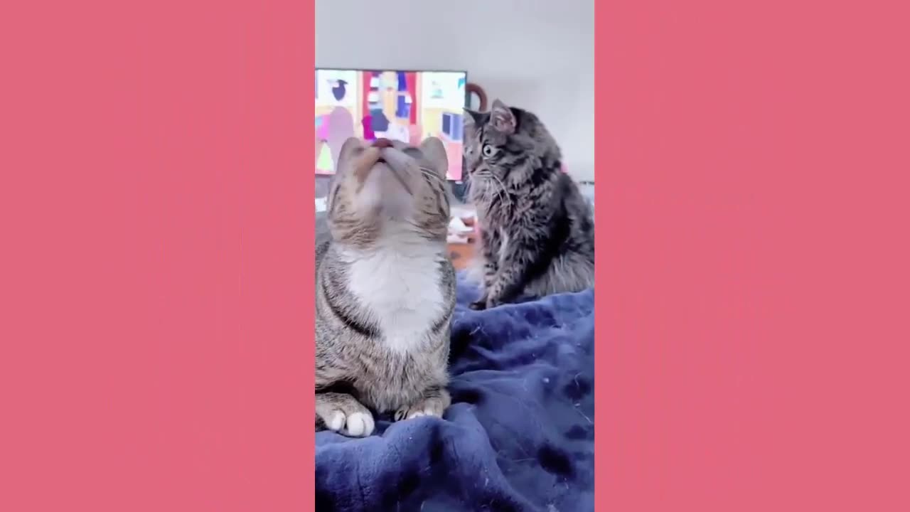 funny animals - kingdom of laugh