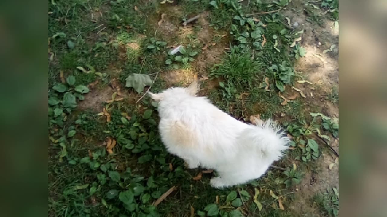 dog