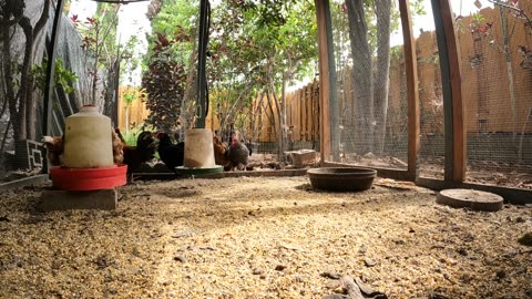Backyard Chickens Fun Relaxing Video Sounds Noises Hens Roosters!
