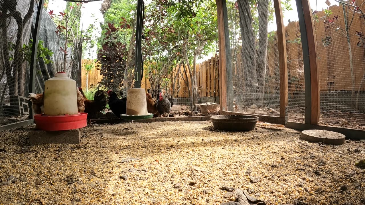 Backyard Chickens Fun Relaxing Video Sounds Noises Hens Roosters!