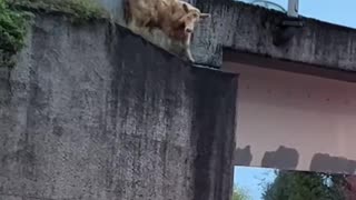 Three cows were seen fleeing a trailer crash on I-5 in Washington State: one was hit by