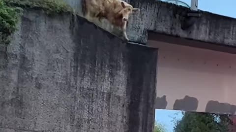 Three cows were seen fleeing a trailer crash on I-5 in Washington State: one was hit by