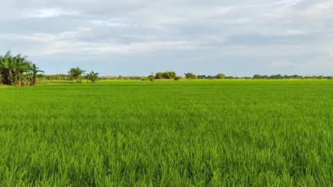 "Golden Hour in the Rice Fields – A Peaceful Walk Home from the Farm"