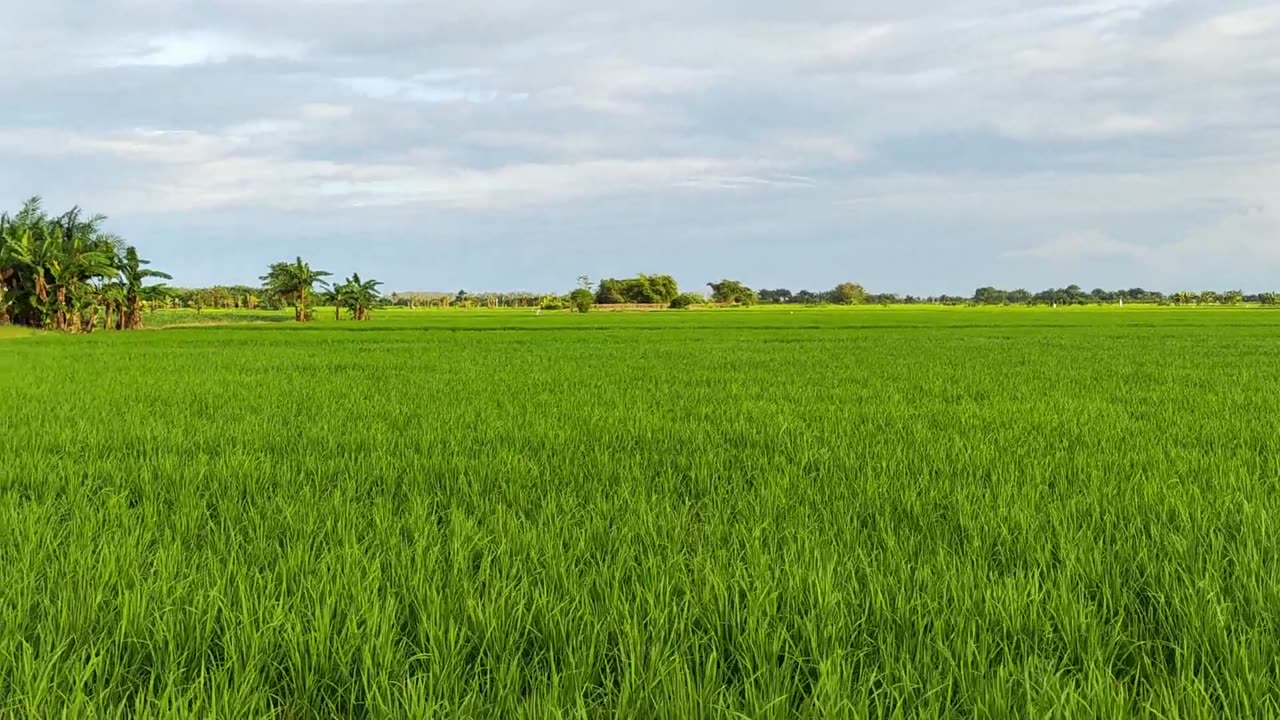 "Golden Hour in the Rice Fields – A Peaceful Walk Home from the Farm"