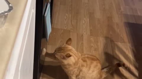 😂🐱 This Cat's Howl to Law & Order is TOO FUNNY! Cat Howls to Law and Order | FunFM