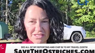 Save the Ostriches!