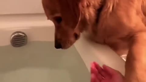 Dogs trying to be naughty 1