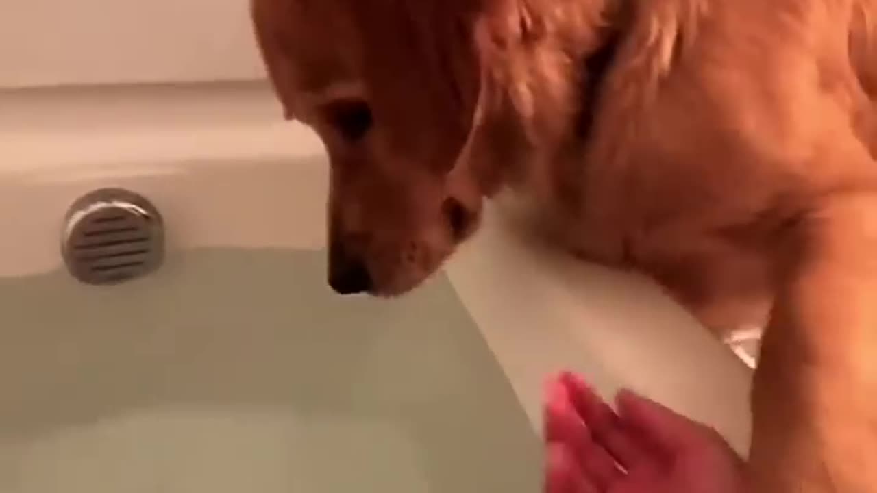 Dogs trying to be naughty 1