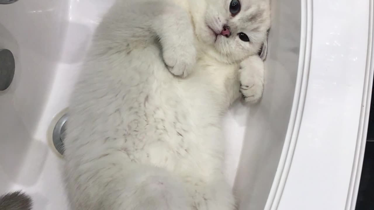 Goose the Cat Has a Lot to Say