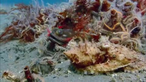 Sarcastic Fringehead Fights For Territory .