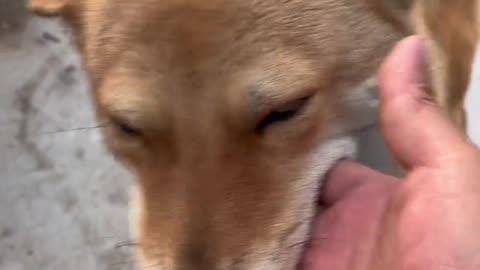 The internet-famous dog Huang Huang barked at me as soon as I entered the door?
