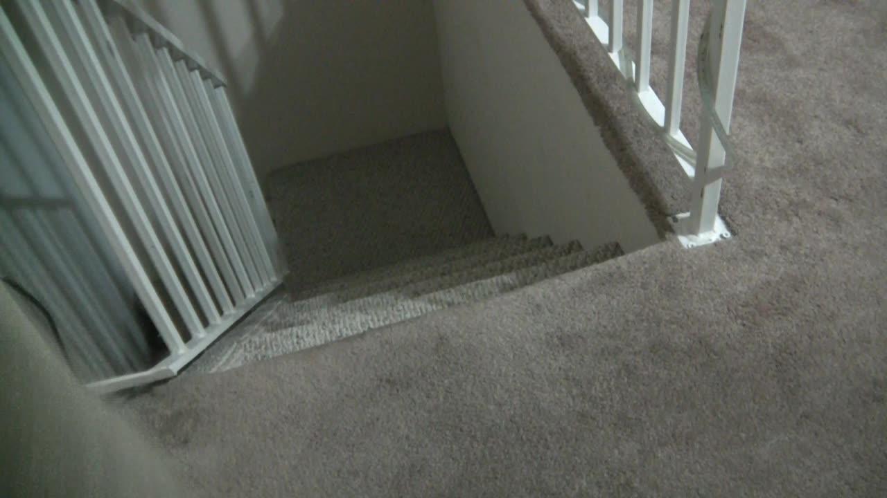 talk about animal abuse angle 1