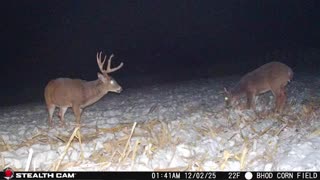 Five Years Chasing A Giant | The Story Of Muley!