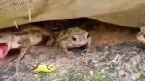 don't taste everything you see! 🐸😂