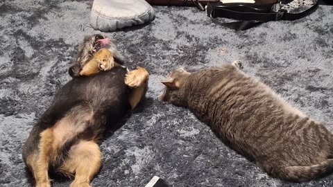 😂🐱 What Are They Doing? | FunFM