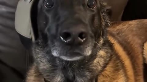 dogs and fart