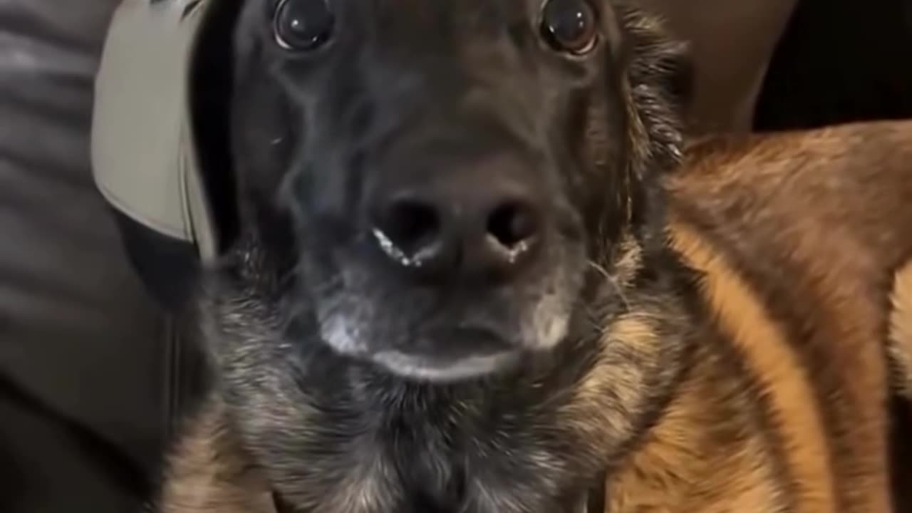 dogs and fart