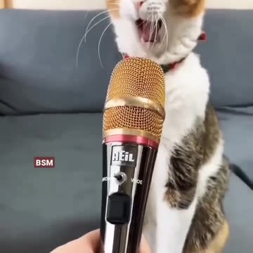 #short #status #cute #cat #sound #myau