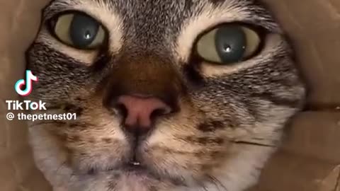 😻💖 This Cat's Reaction is PURE GOLD! | FunFM