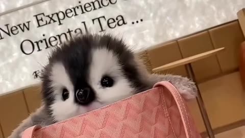 Funny animals