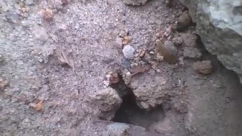 Hole of cutterants, some carry stones, others enter and exit [Nature & Animals]