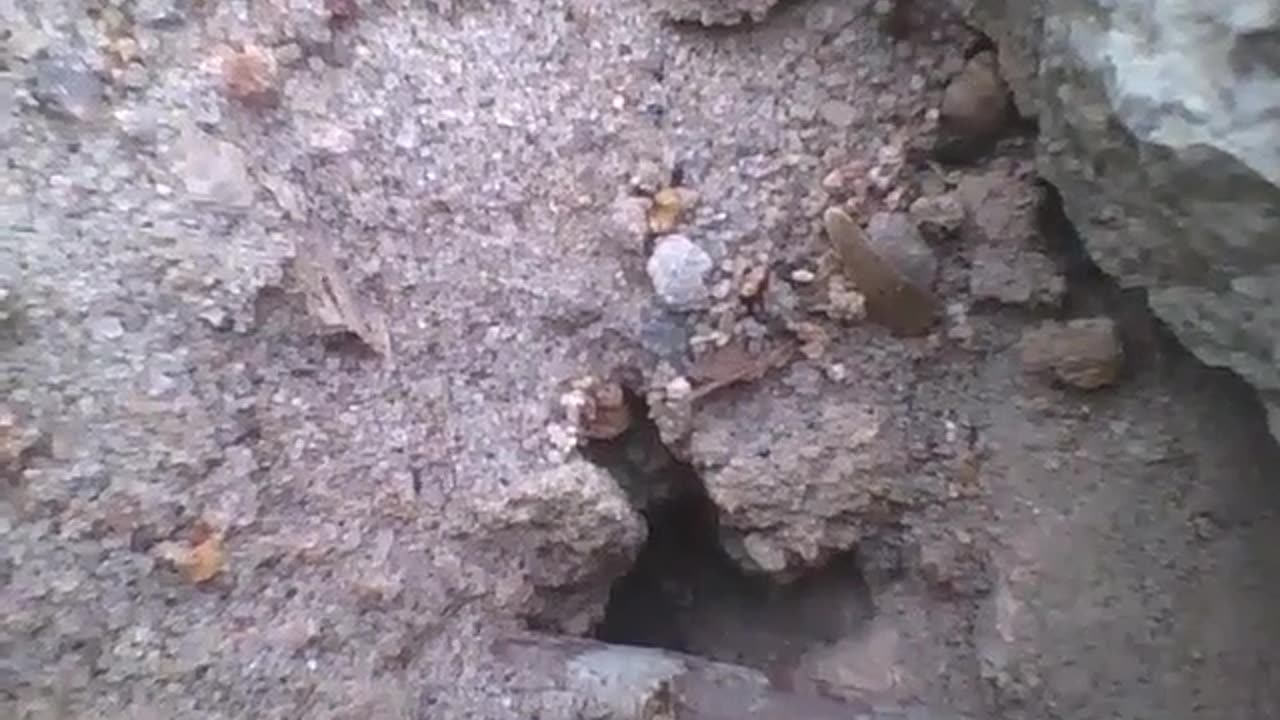 Hole of cutterants, some carry stones, others enter and exit [Nature & Animals]