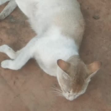 See Cat Sleeping