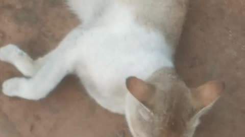 See Cat Sleeping