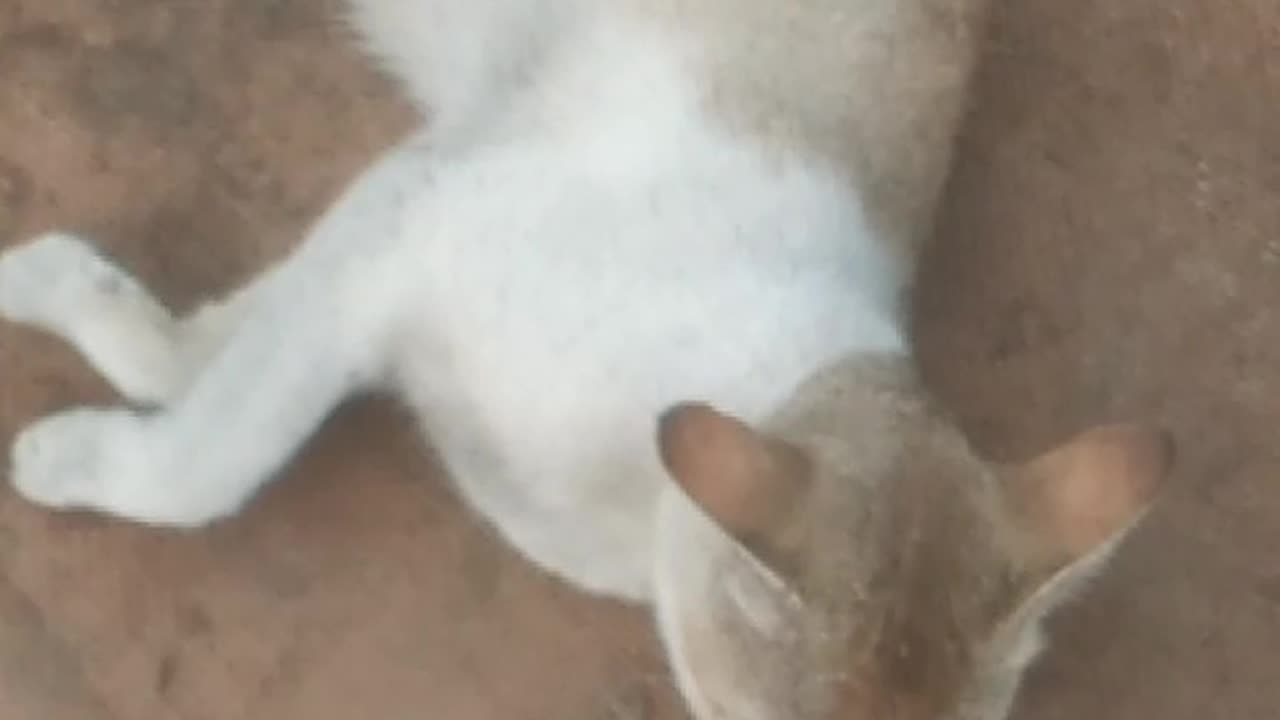 See Cat Sleeping