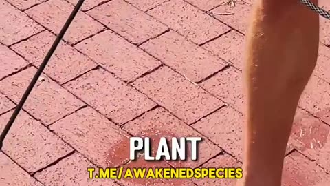 Harmless but powerful weed killer