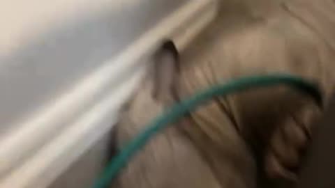 the first frame,burn the house down