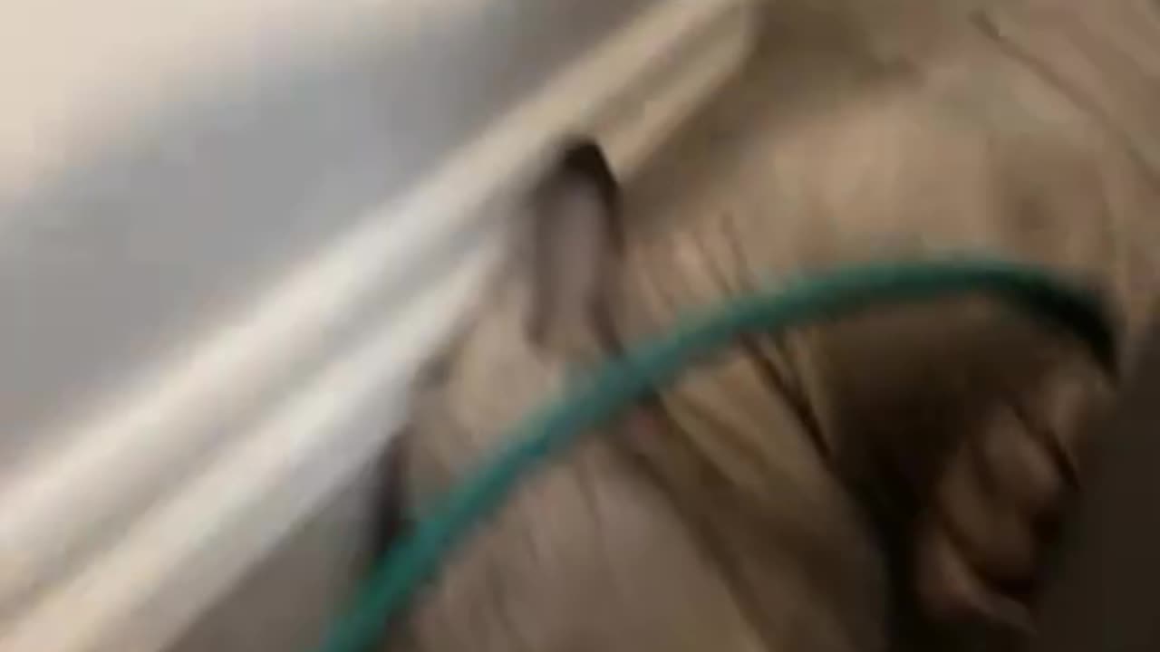 the first frame,burn the house down