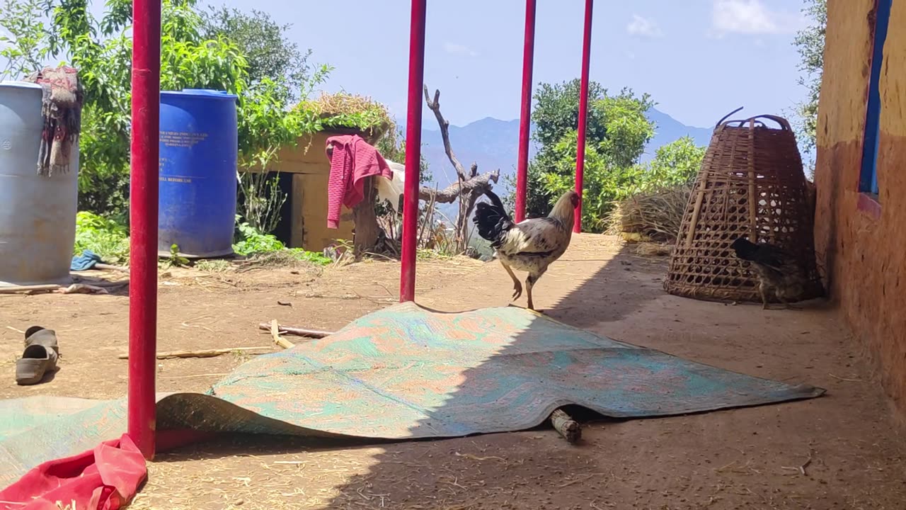 batcha haru lai paliyo thopa khaudai ma ra dai gaya ra .