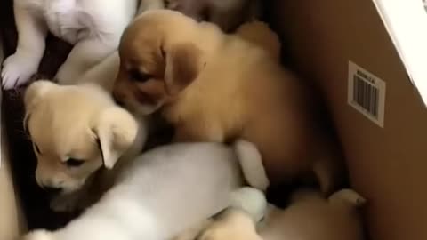 cute puppies awwwwwwwwwwwwwww 